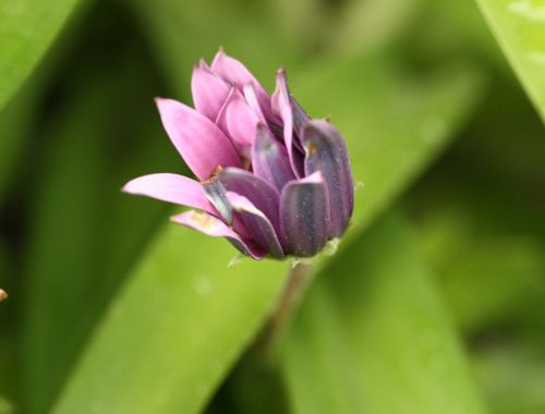 nature plant flower