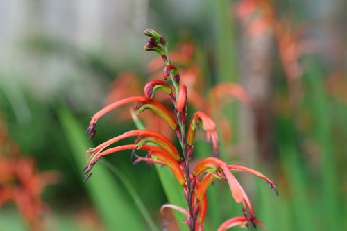 nature flora flower