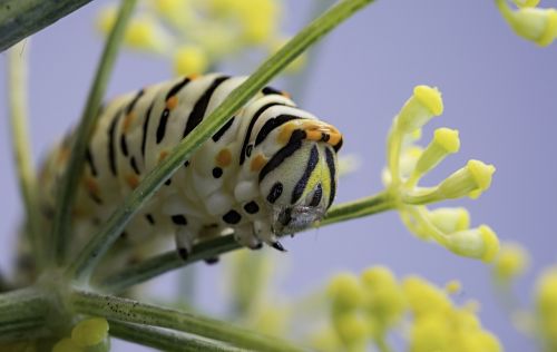 nature insect plant