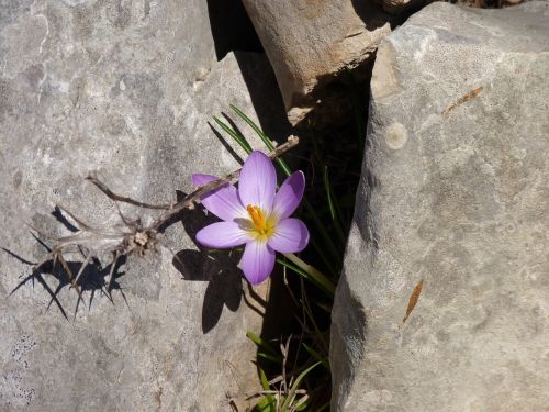 nature flower plant