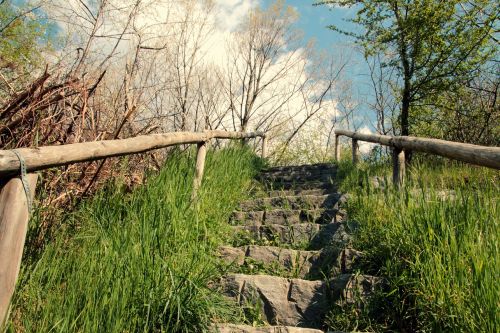 nature landscape wood