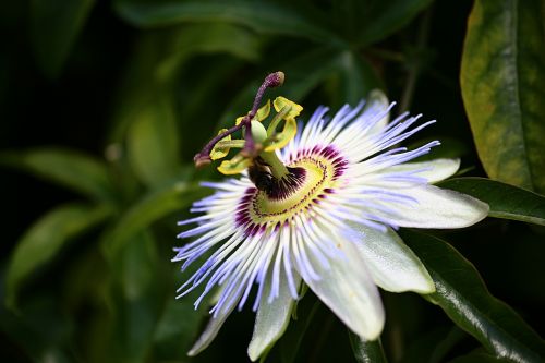 nature plant flower