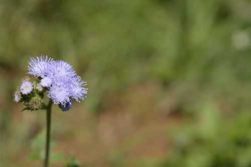 nature wild wildflower