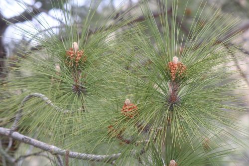 nature needle tree
