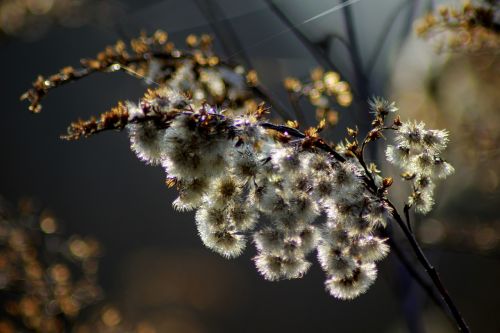 nature plant close