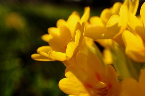 nature flower cowslip