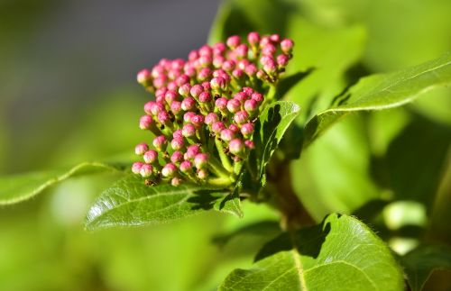 nature leaf plant