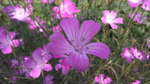 nature flower flora