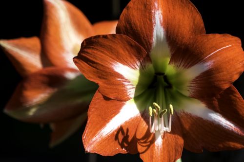 nature flower flora