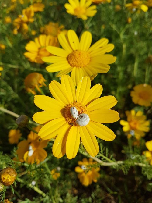 nature flower flora