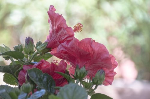 nature flower flora