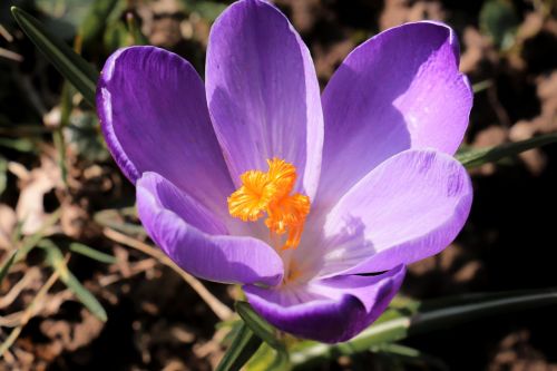 nature flower plant