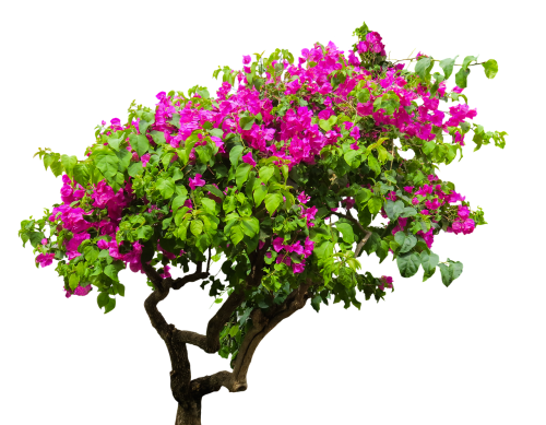 nature tree bougainvillea