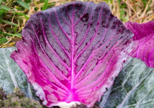 nature flora leaf