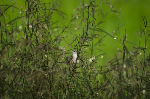 nature bird tree