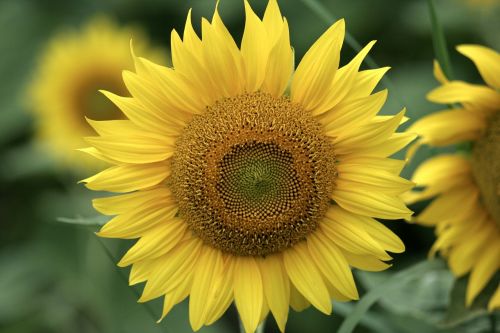 nature plant flower