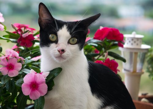 nature flower cat