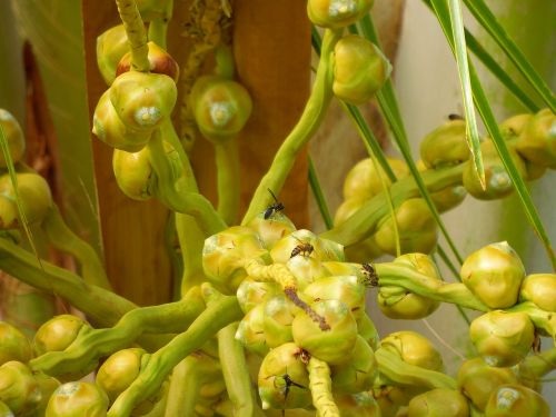 nature plant garden