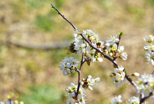 nature plant flower