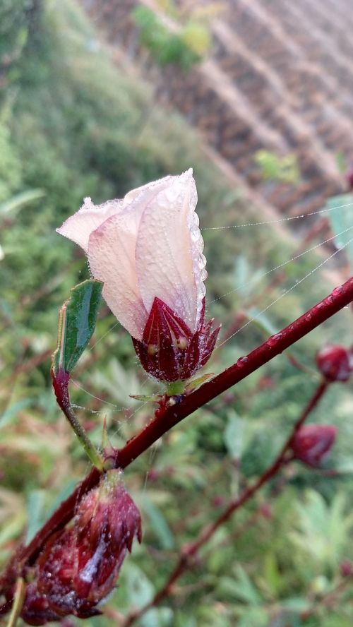 nature flower flora