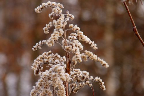 nature winter frost