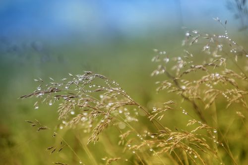 nature field grass