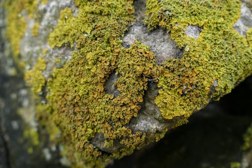 nature lichen rock