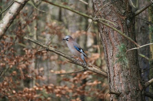 nature outdoor wildlife