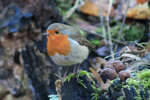 nature robin bird