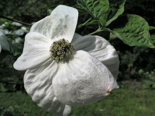 nature flower flora