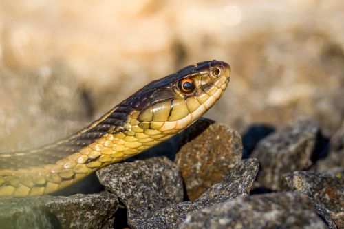 nature snake reptile