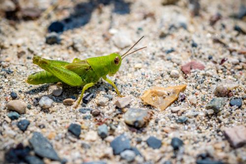 nature little grasshopper