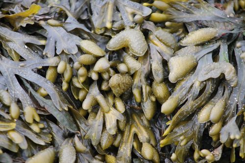 nature food seaweed