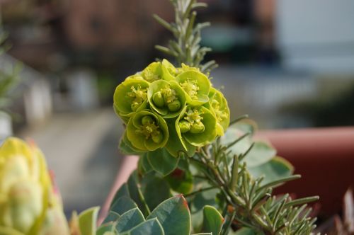 nature flower spring