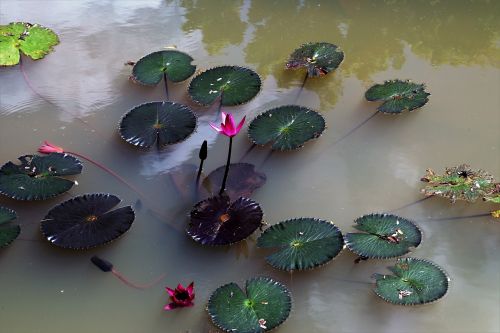 nature water lily pond