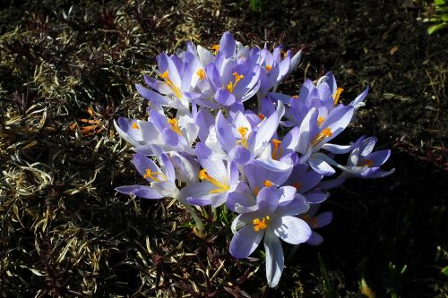 nature flower crocus