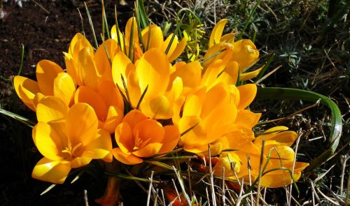 nature plant flower