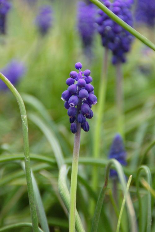 nature plant flower