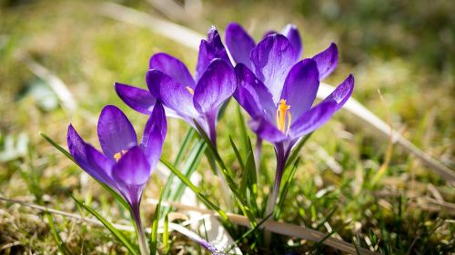 nature flower plant