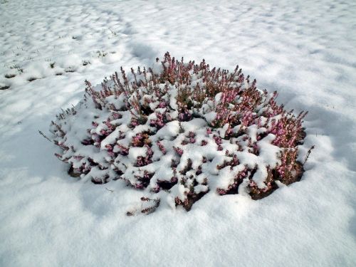 nature winter frost