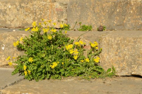 nature flower plant