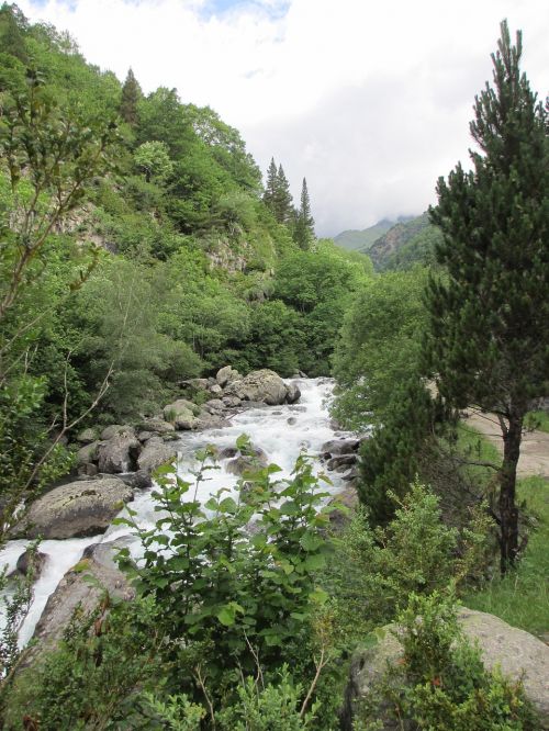 nature landscape wood