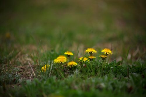 nature plants grass