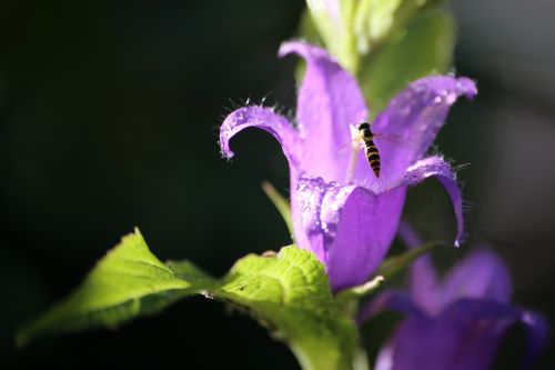 nature flower no one