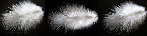 nature feather desktop