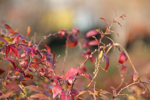 nature leaf flora