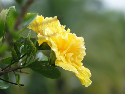 nature flower plant