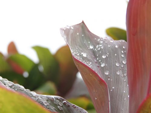 nature plant flower