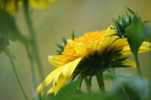 nature flower flora