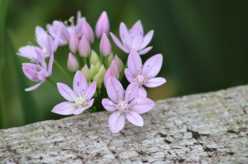 nature flower flora